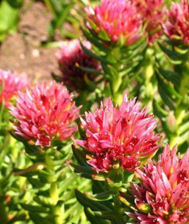 宿根花卉小知識有哪些呢？